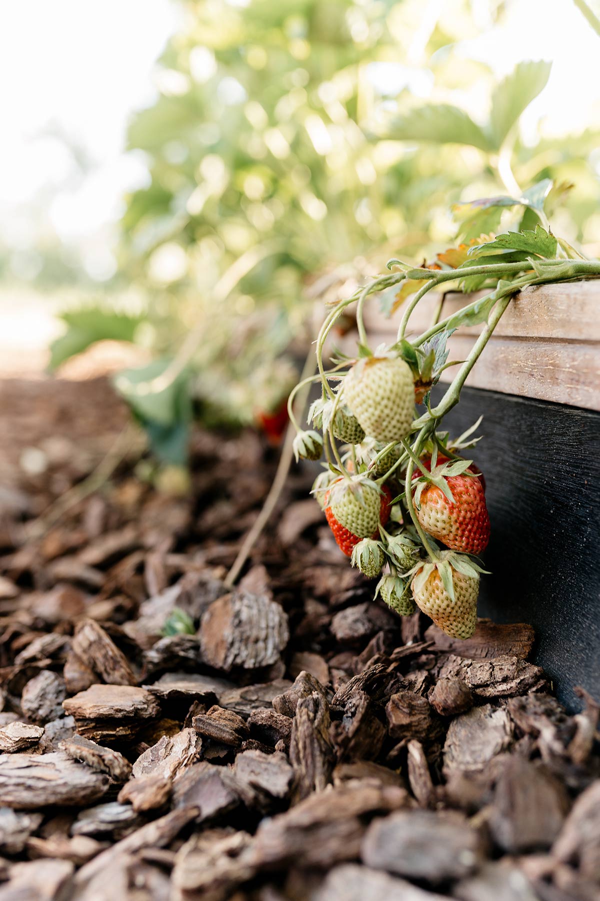 aardbeien moestuin - Tanja van Hoogdalem