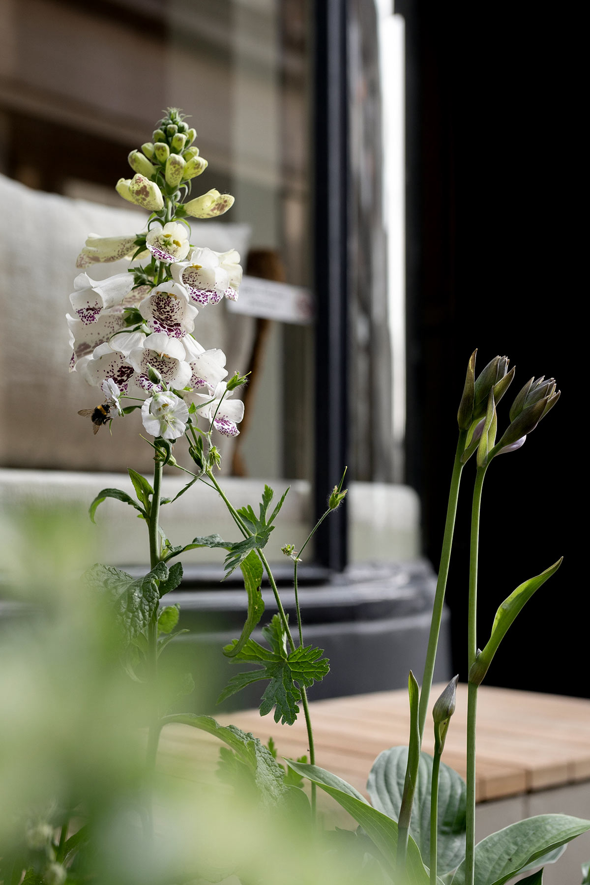 Digitalis en geranium geveltuin Dordrecht - TANJA VAN HOOGDALEM