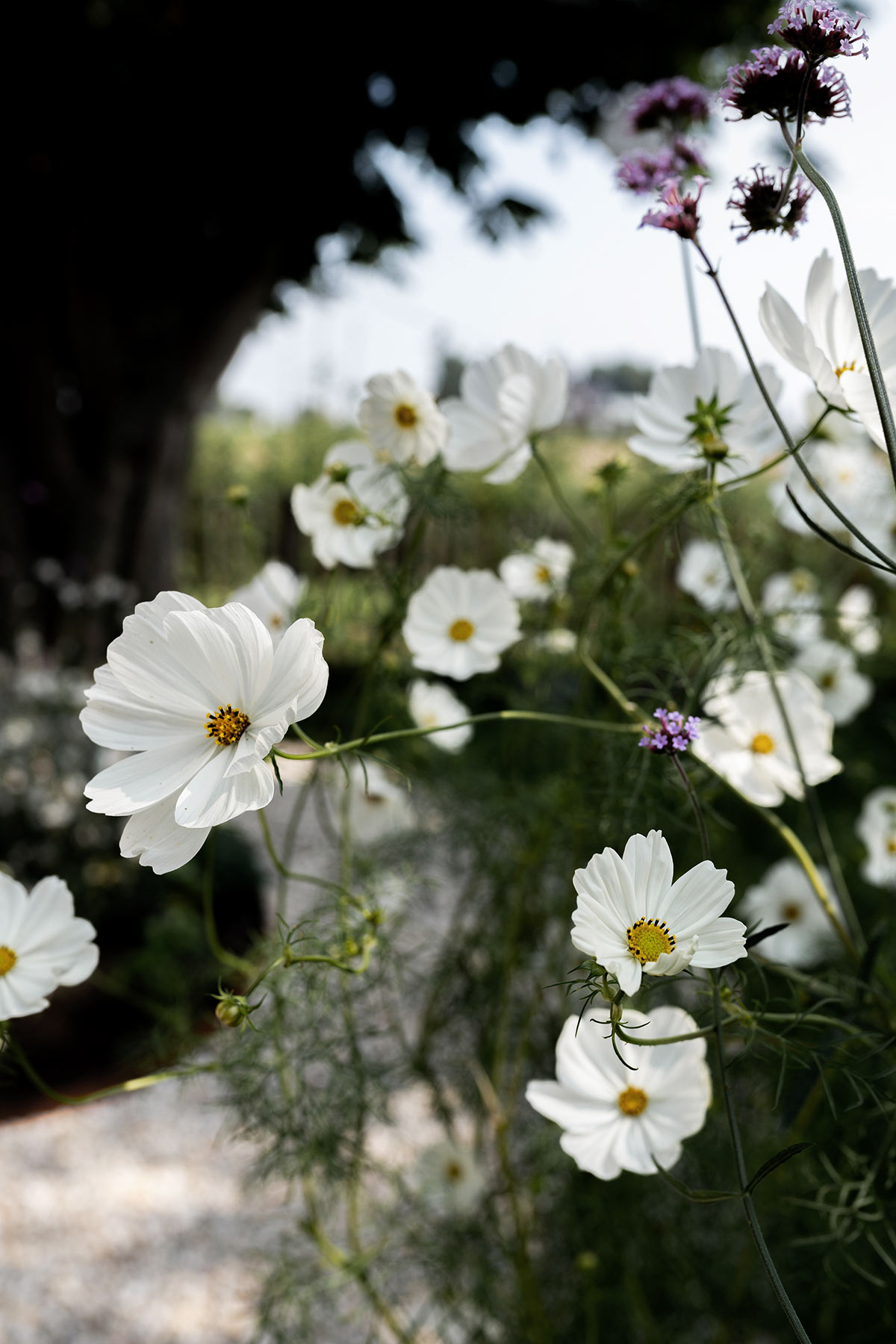 Cosmea - Tanja van Hoogdalem