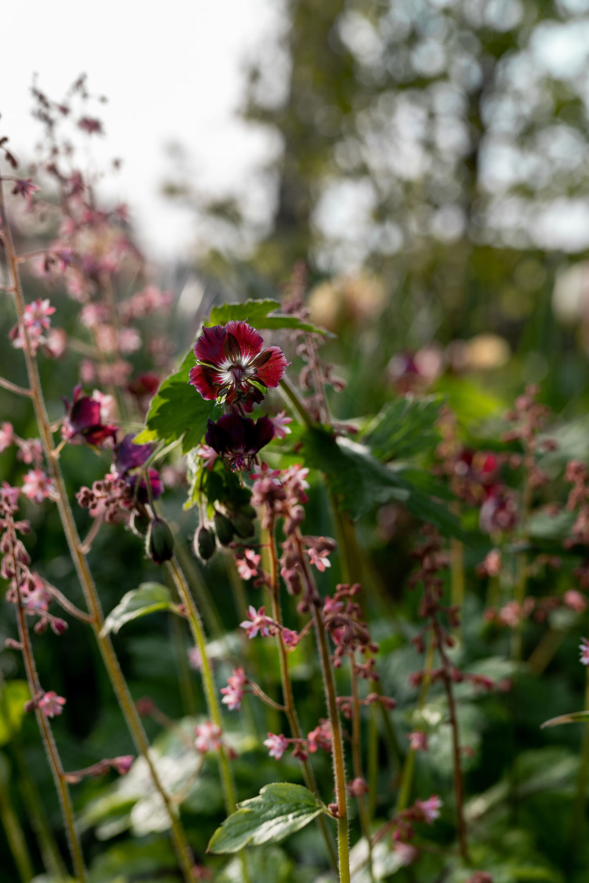 Geranium Phaeum - Tanja van Hoogdalem