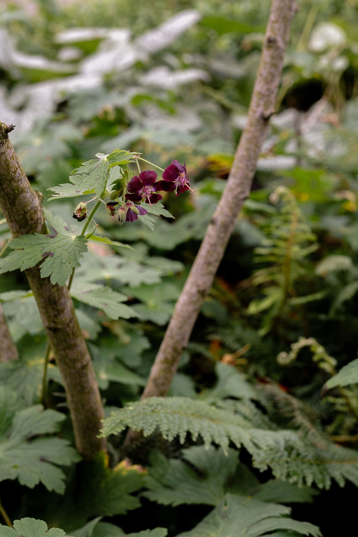 Geranium Phaeum - Tanja van Hoogdalem