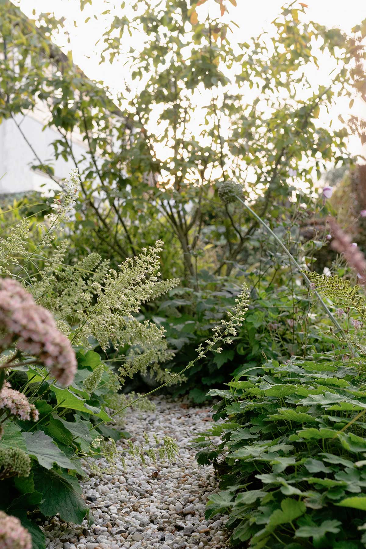 Halfschaduw Heuchera Villosa - Tanja van Hoogdalem