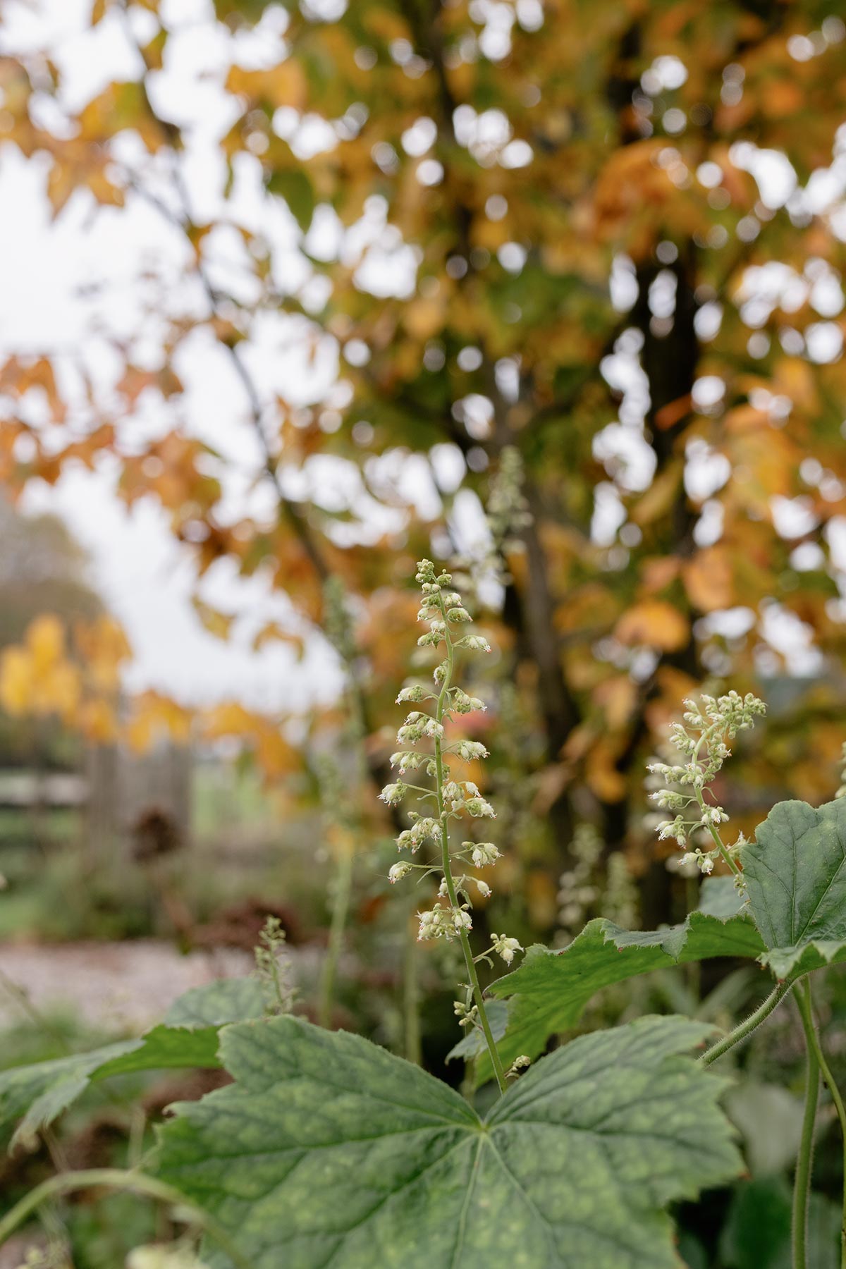 Heuchera-Villosa-insect-Tanja-van-Hoogdalem