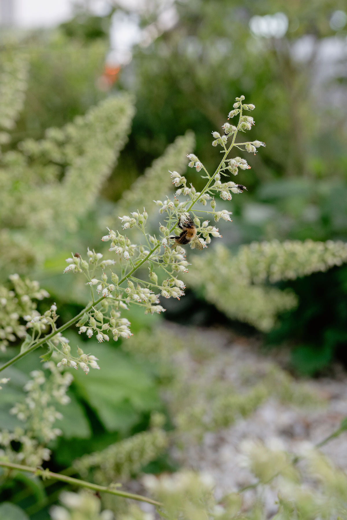 Halfschaduw Heuchera Villosa - Tanja van Hoogdalem