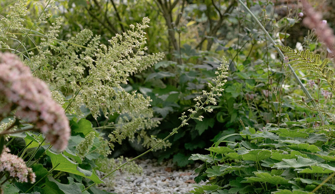 Mijn favoriete planten voor in de (half)schaduw