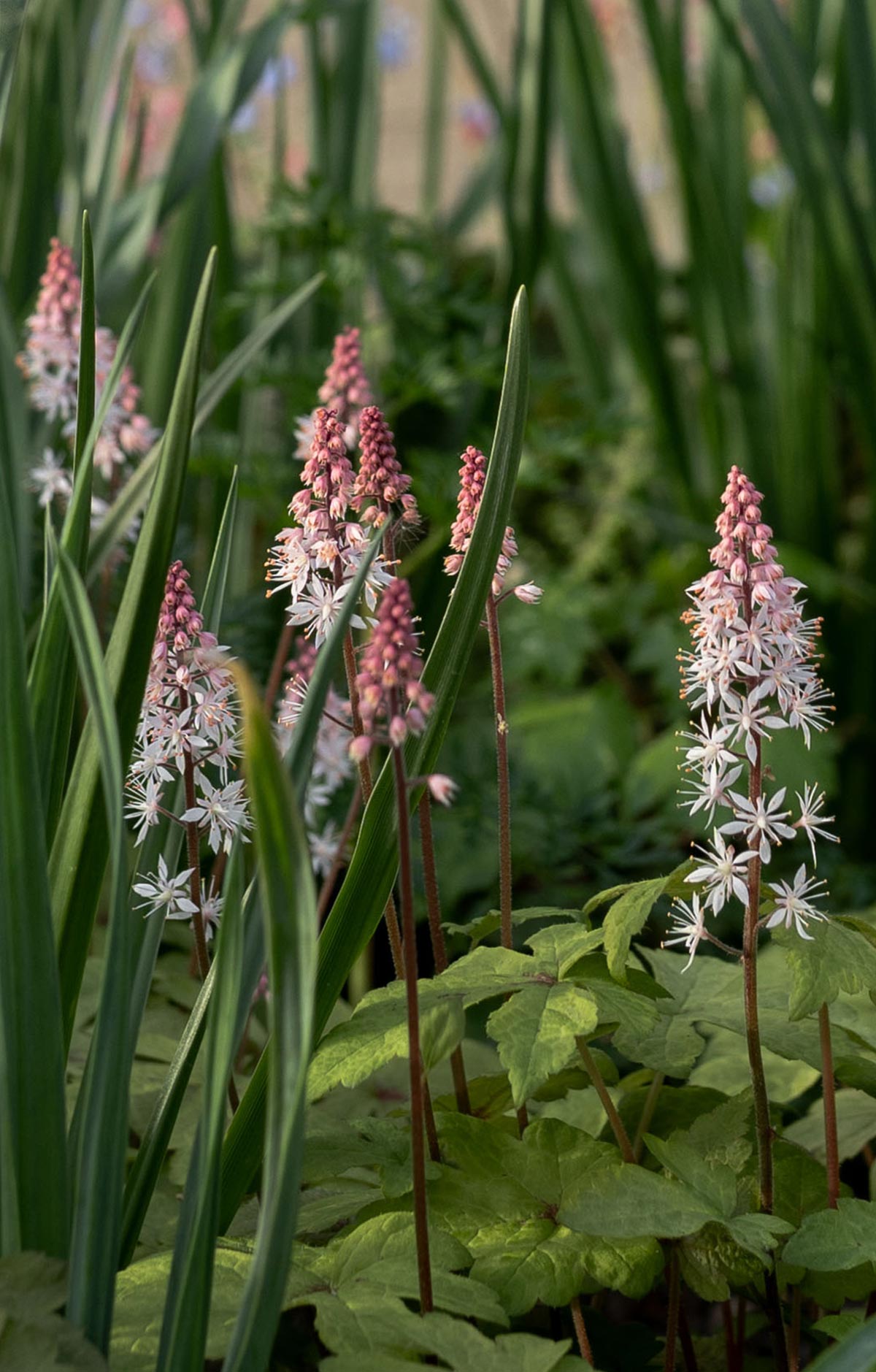 Tiarella - Tanja van Hoogdalem