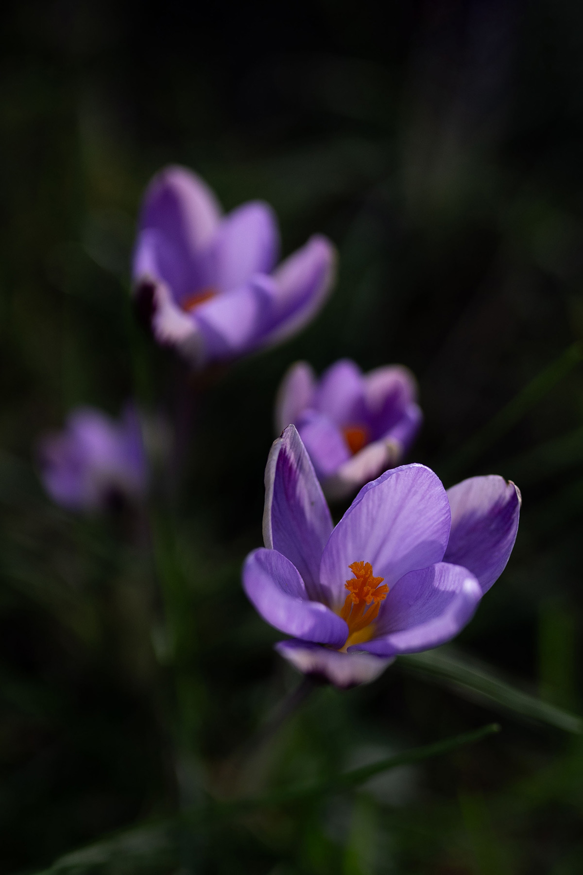 Crocus 'Spring Beauty' Tanja van Hoogdalem