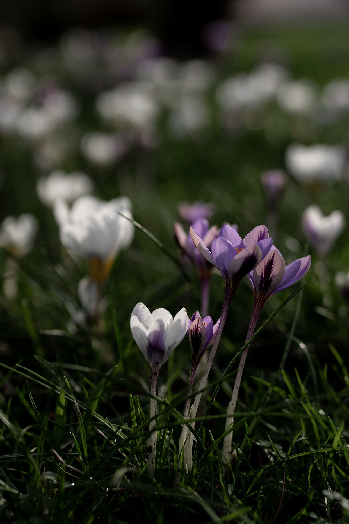 Crocus February - Tanja van Hoogdalem