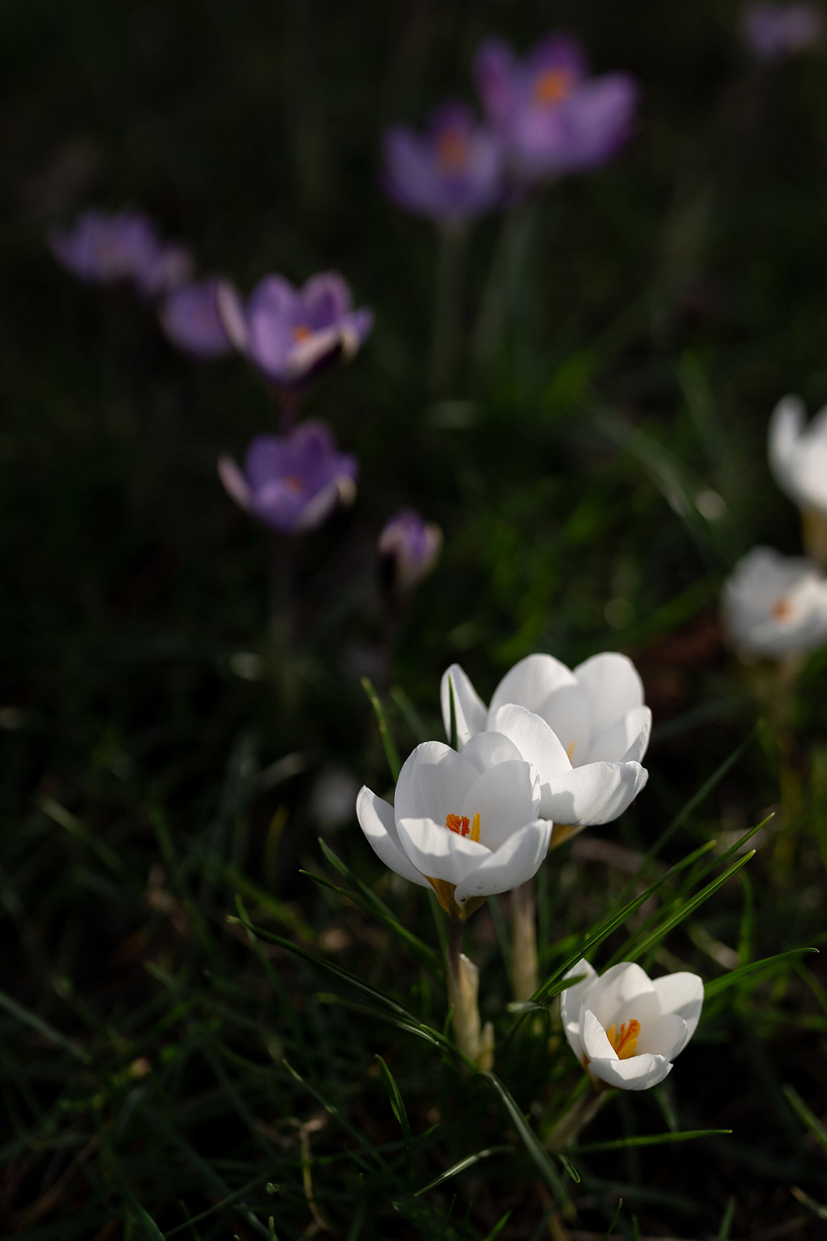 Crocus - Tanja van Hoogdalem