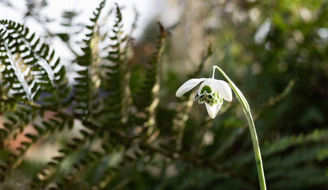 Februari in de tuin