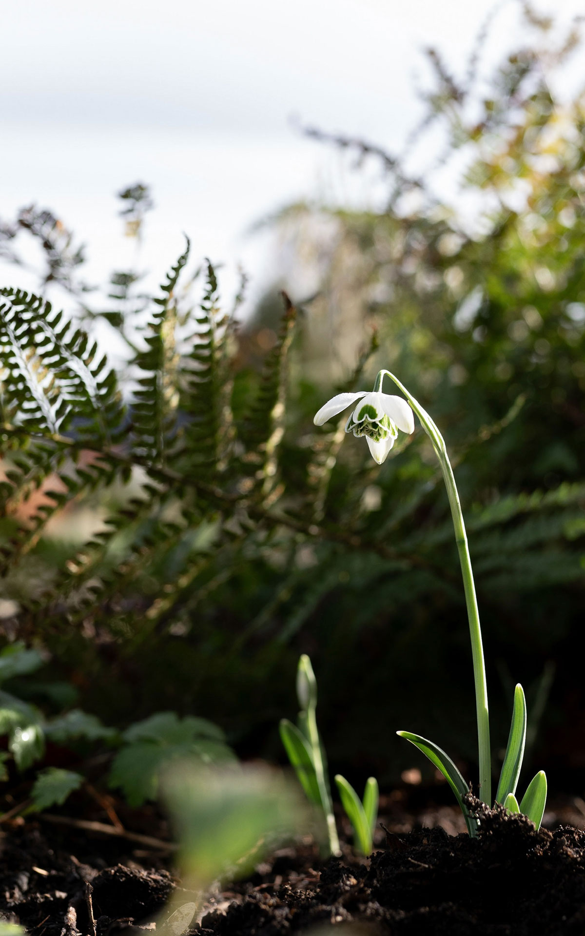 Galanthus Flore Pleno - Tanja van Hoogdalem