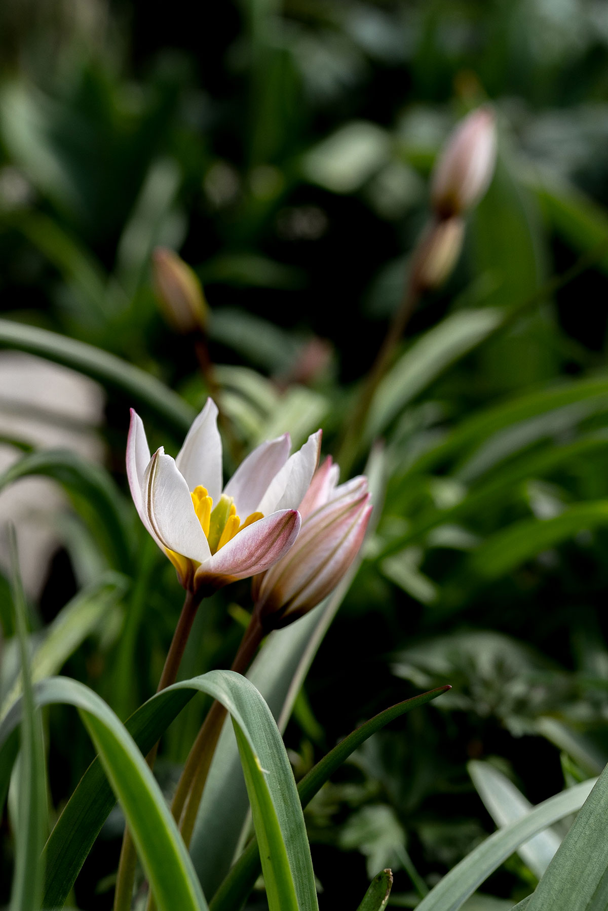 Botanische tulp - Tanja van Hoogdalem