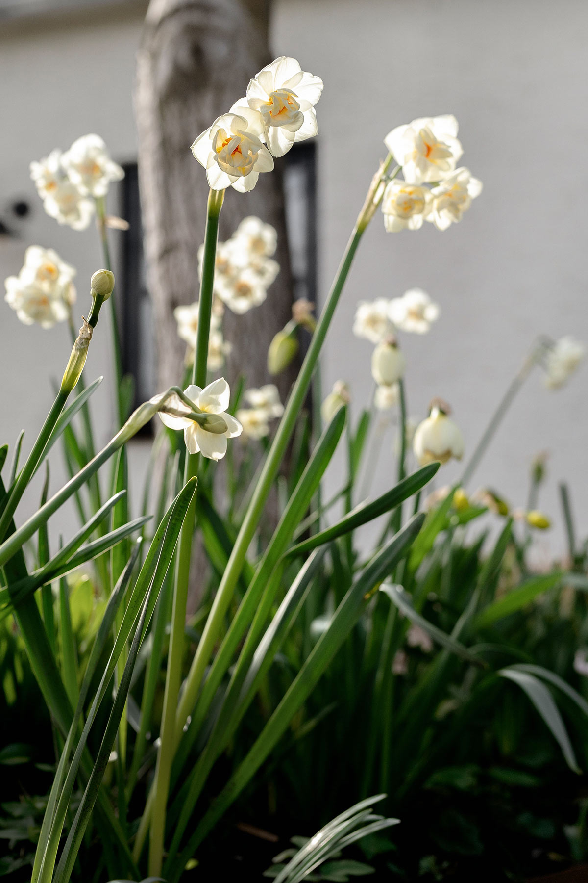 Tuin in maart - Narcis Bridal Crown - Tanja van Hoogdalem