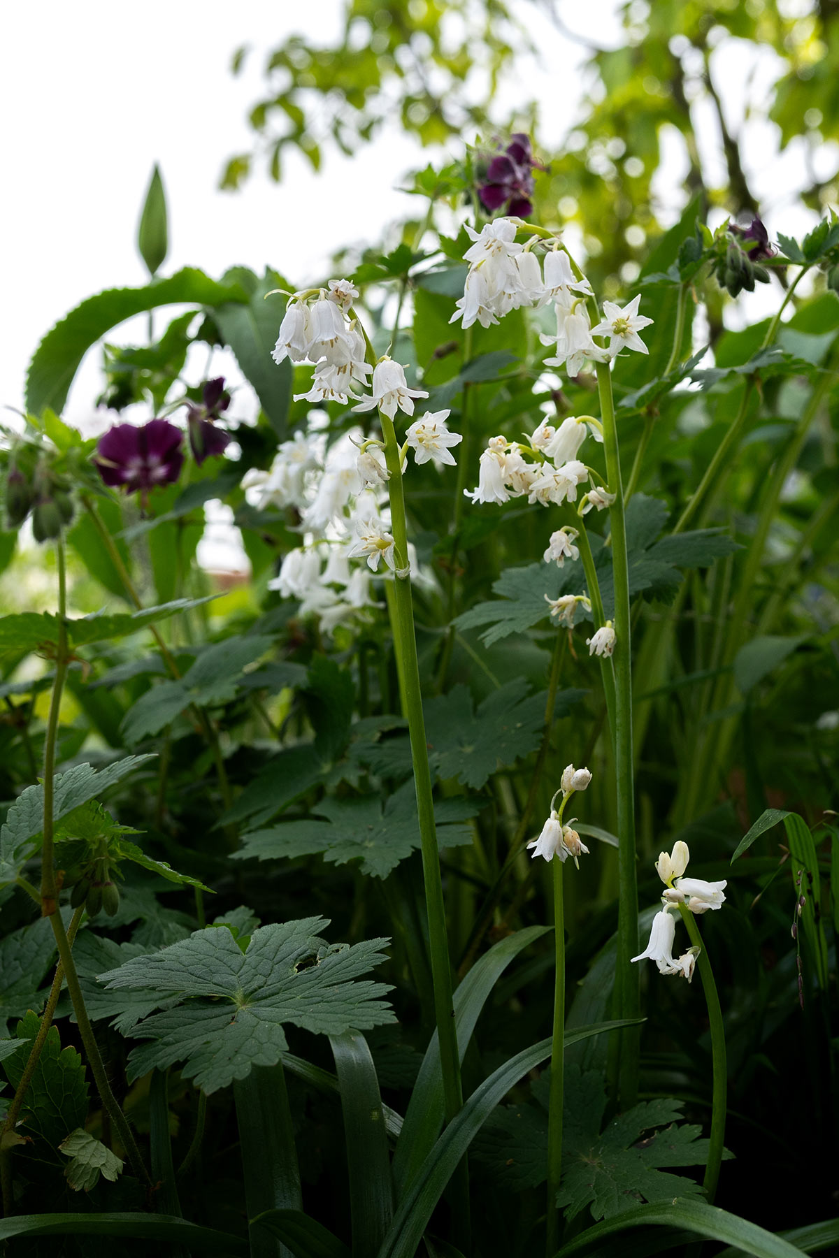 Boshyacint bloembollen (half)schaduw) - Tanja van Hoogdalem