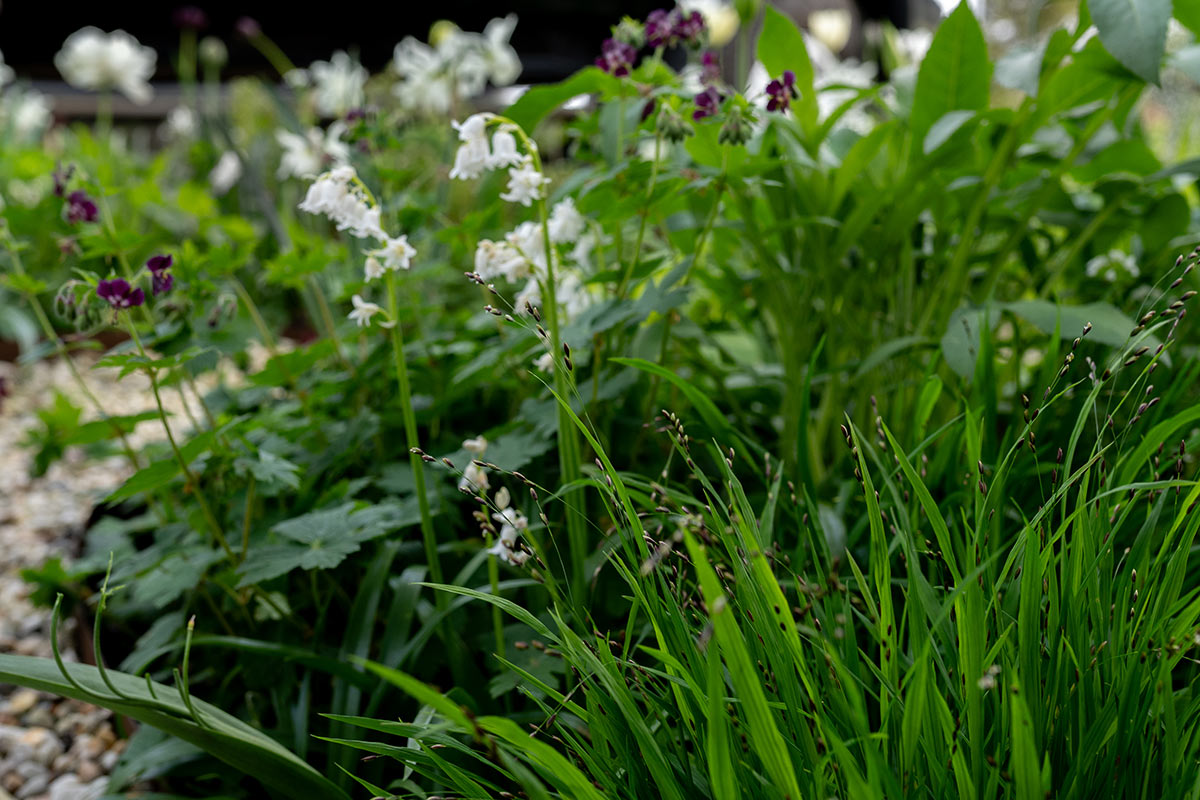 Boshyacint bloembollen (half)schaduw) - Tanja van Hoogdalem