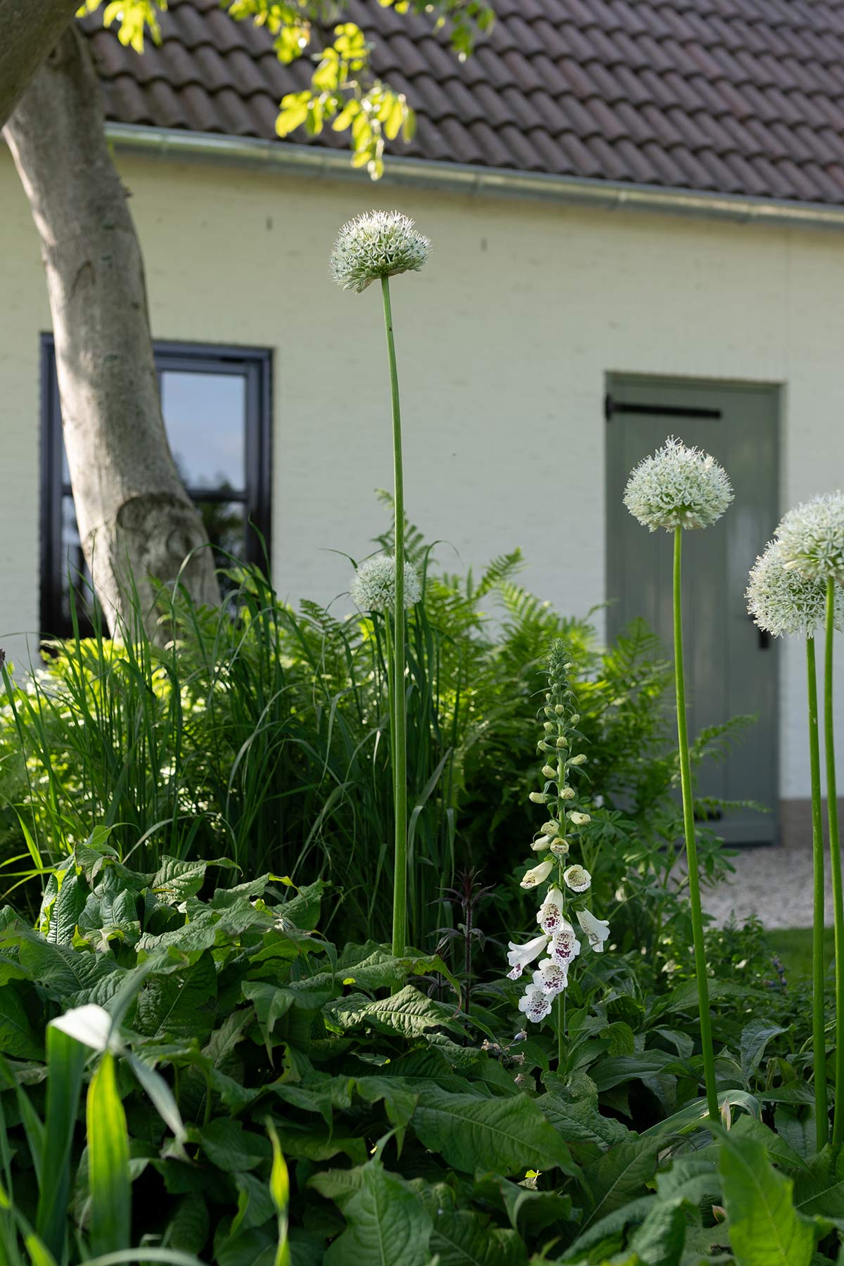Bloembollen in (half)schaduw - Tanja van Hoogdalem