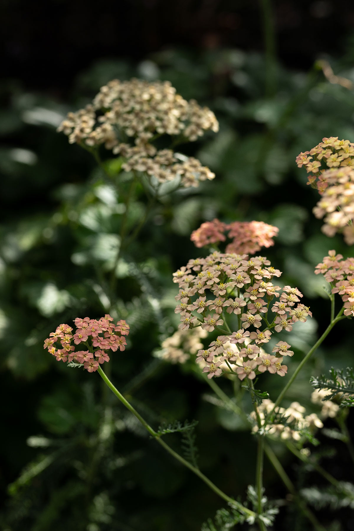 Achillea millefolium 'Lachsschönheit' - Tanja van Hoogdalem