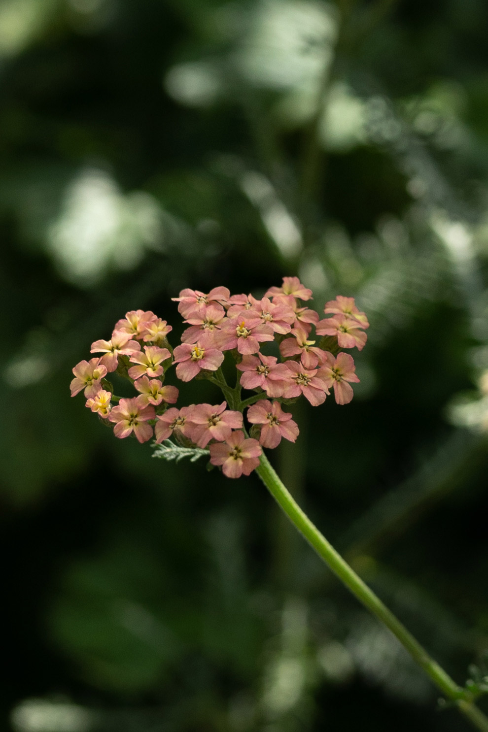 Achillea millefolium 'Lachsschönheit' - Tanja van Hoogdalem