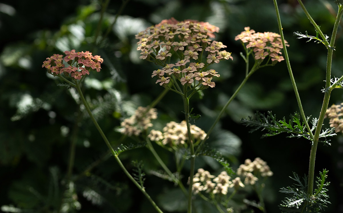 Achillea millefolium 'Lachsschönheit' - Tanja van Hoogdalem