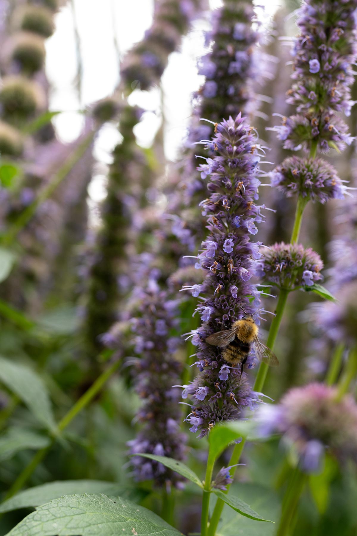 Agastache 'Blue Fortune' - Tanja van Hoogdalem