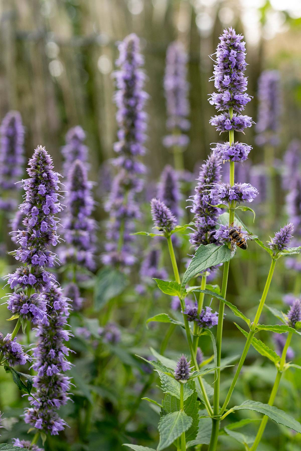 Agastache 'Blue Fortune' - Tanja van Hoogdalem