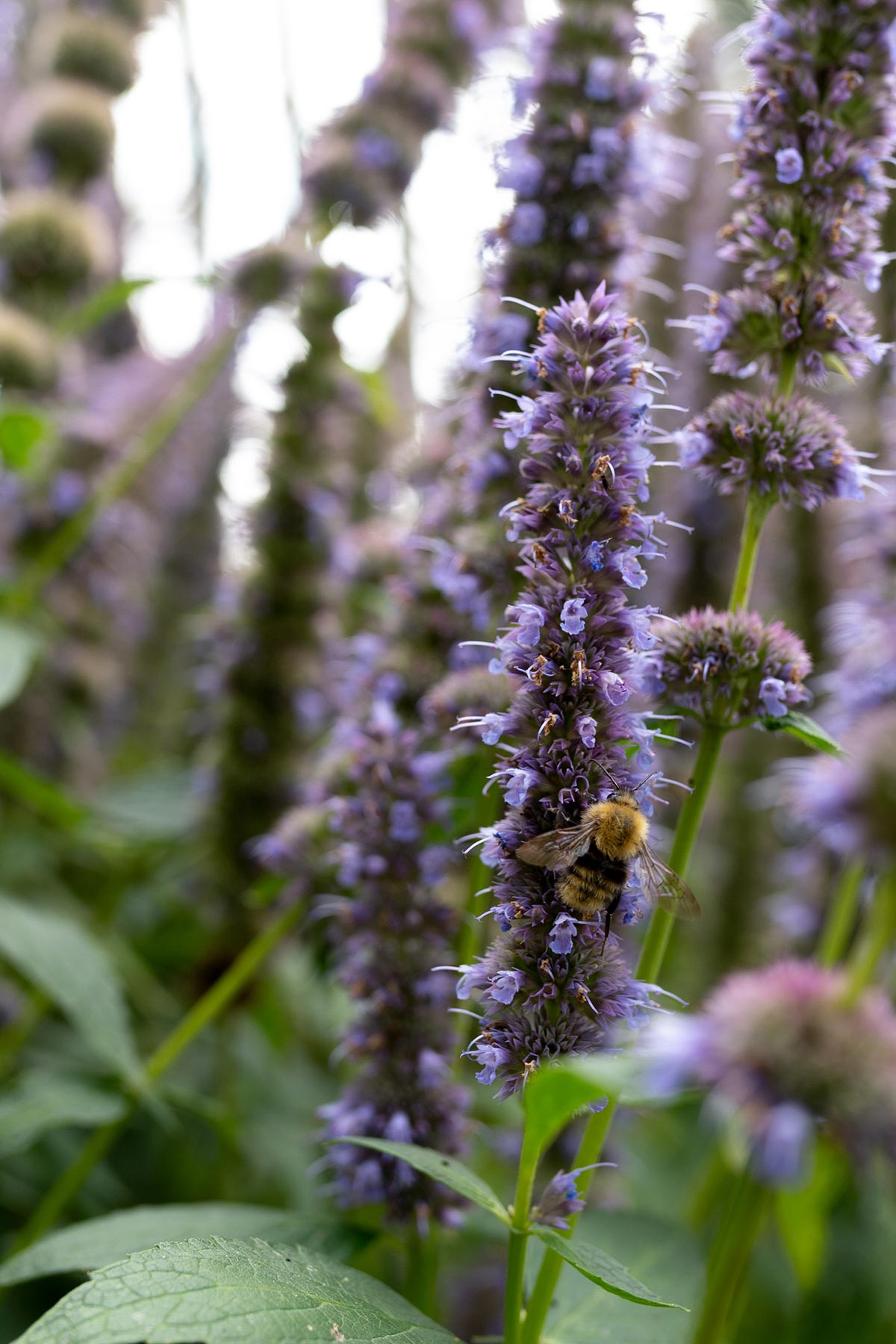 Agastache 'Blue Fortune' zon - Tanja van Hoogdalem