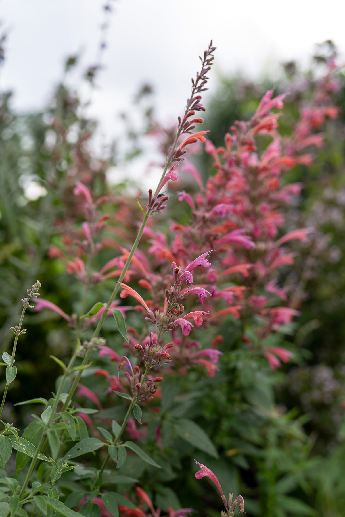 Agastache 'Fleur' Tanja van Hoogdalem