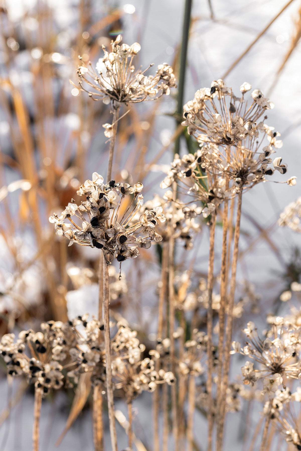 Allium tuberosum wintersilhouet - Tanja van Hoogdalem