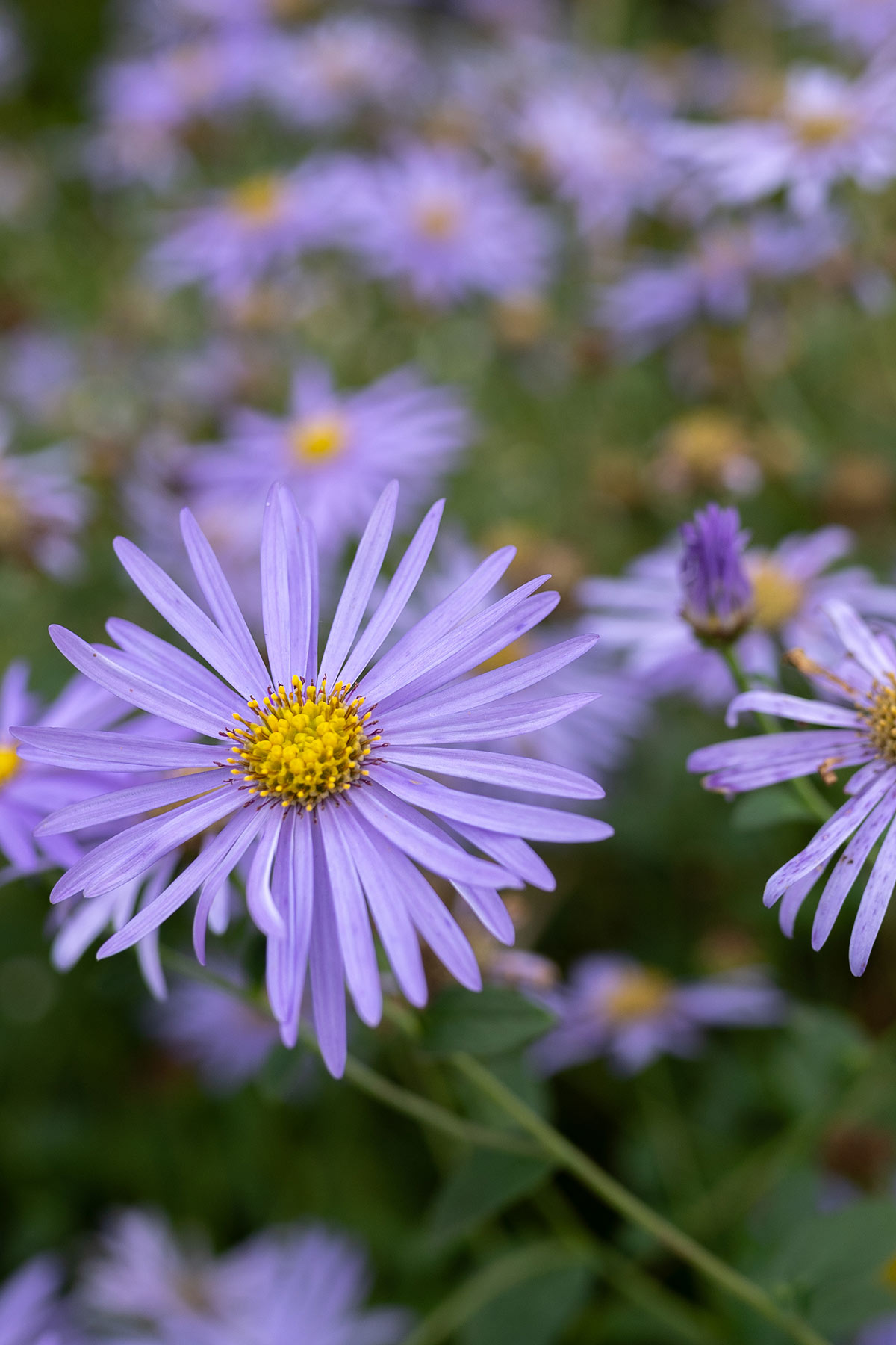 Aster x frikartii ‘Mönch’ - Tanja van Hoogdalem