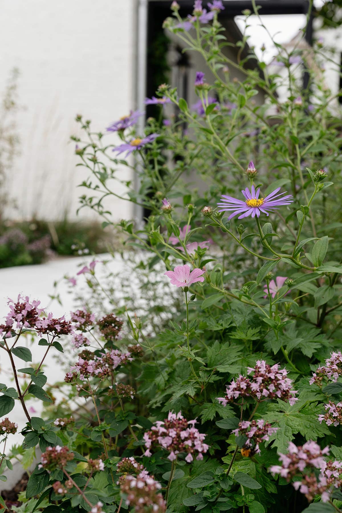 Origanum vulgare - Tanja van Hoogdalem