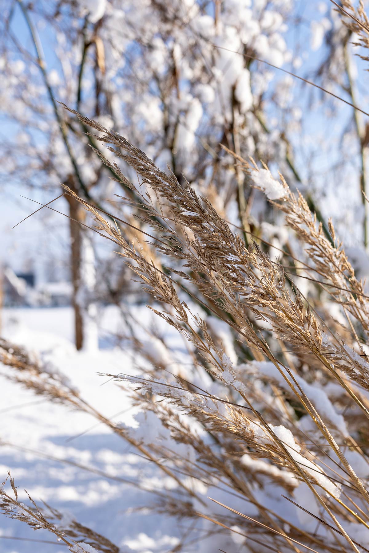 Calamagrostis brachytricha wintersilhouet - Tanja van Hoogdalem