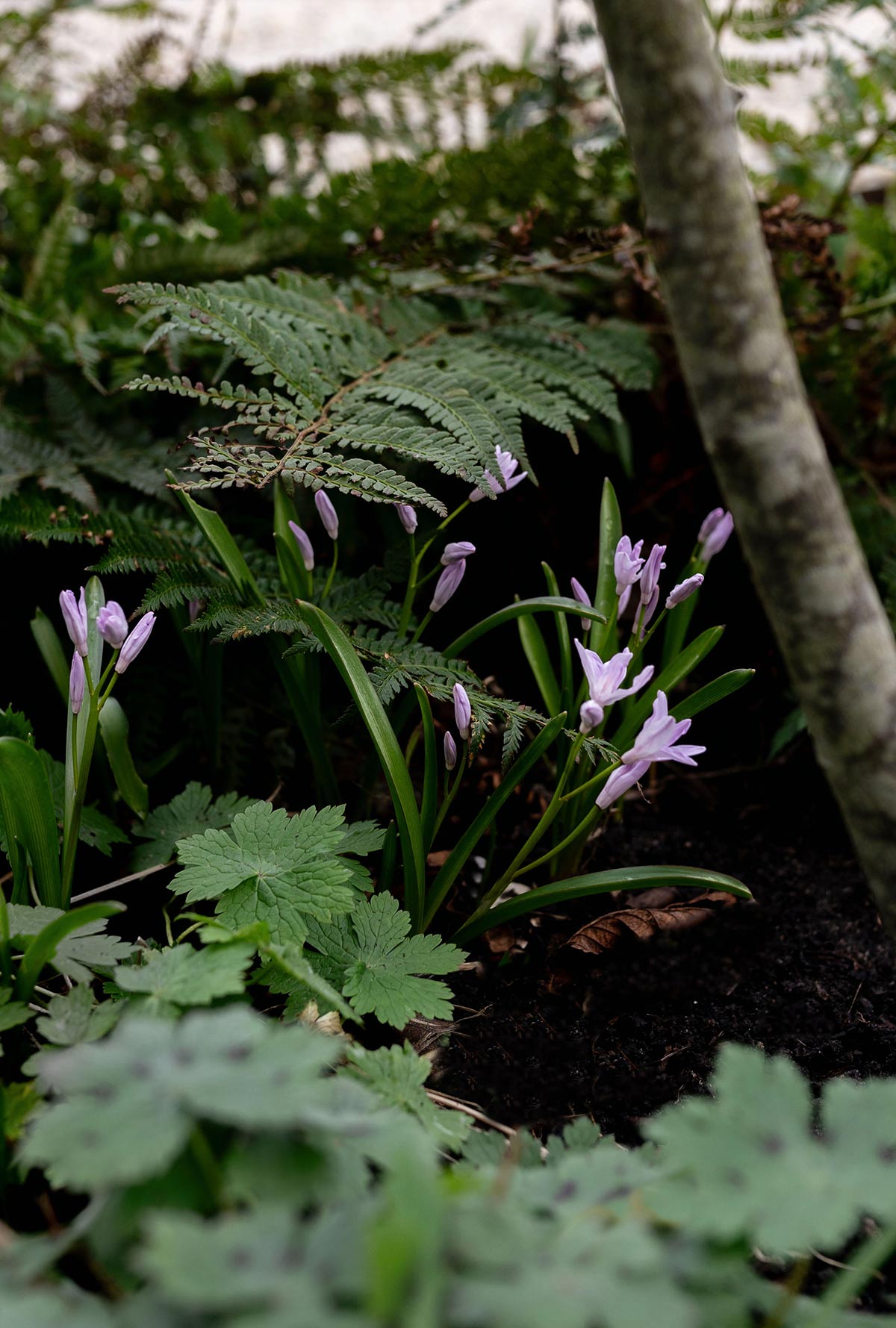 Chionodoxa 'Pink Giant'- Tanja van Hoogdalem