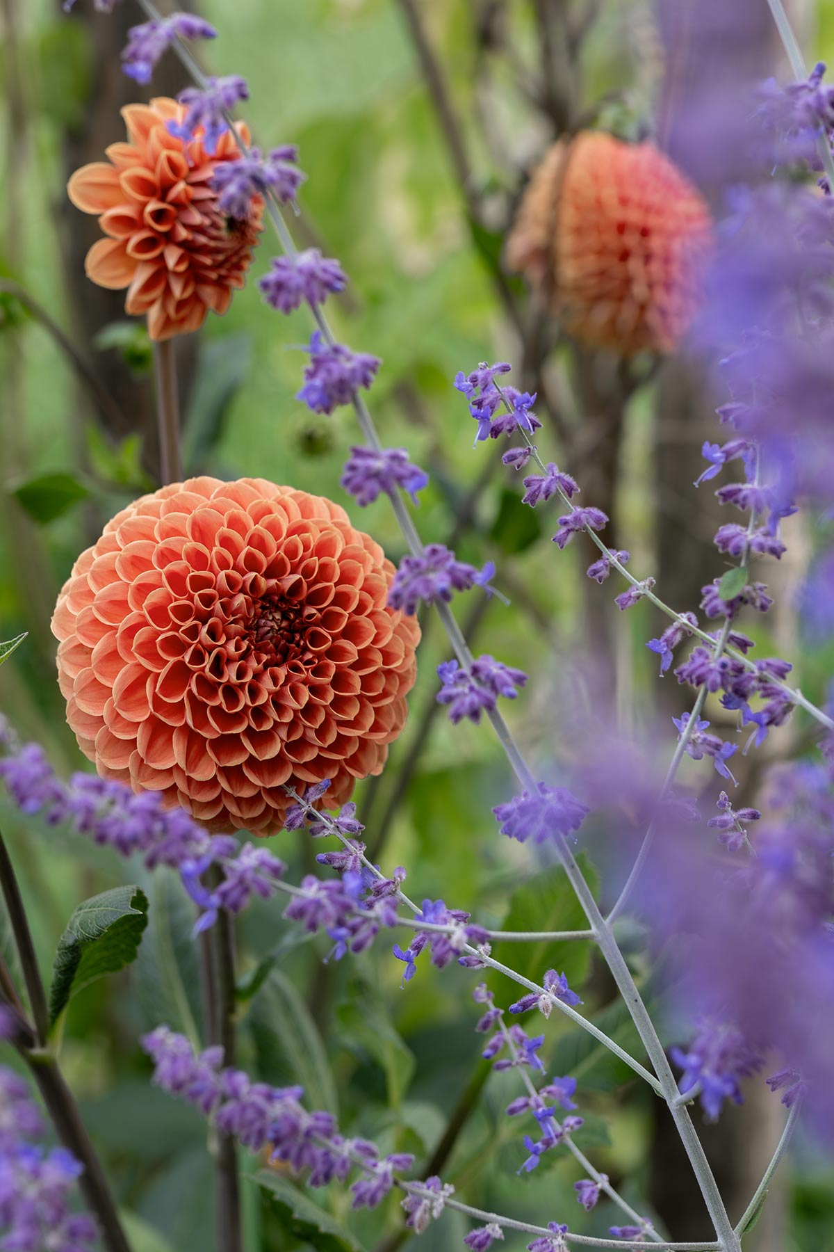 Perovskia 'Little Spire' - Tanja van Hoogdalem