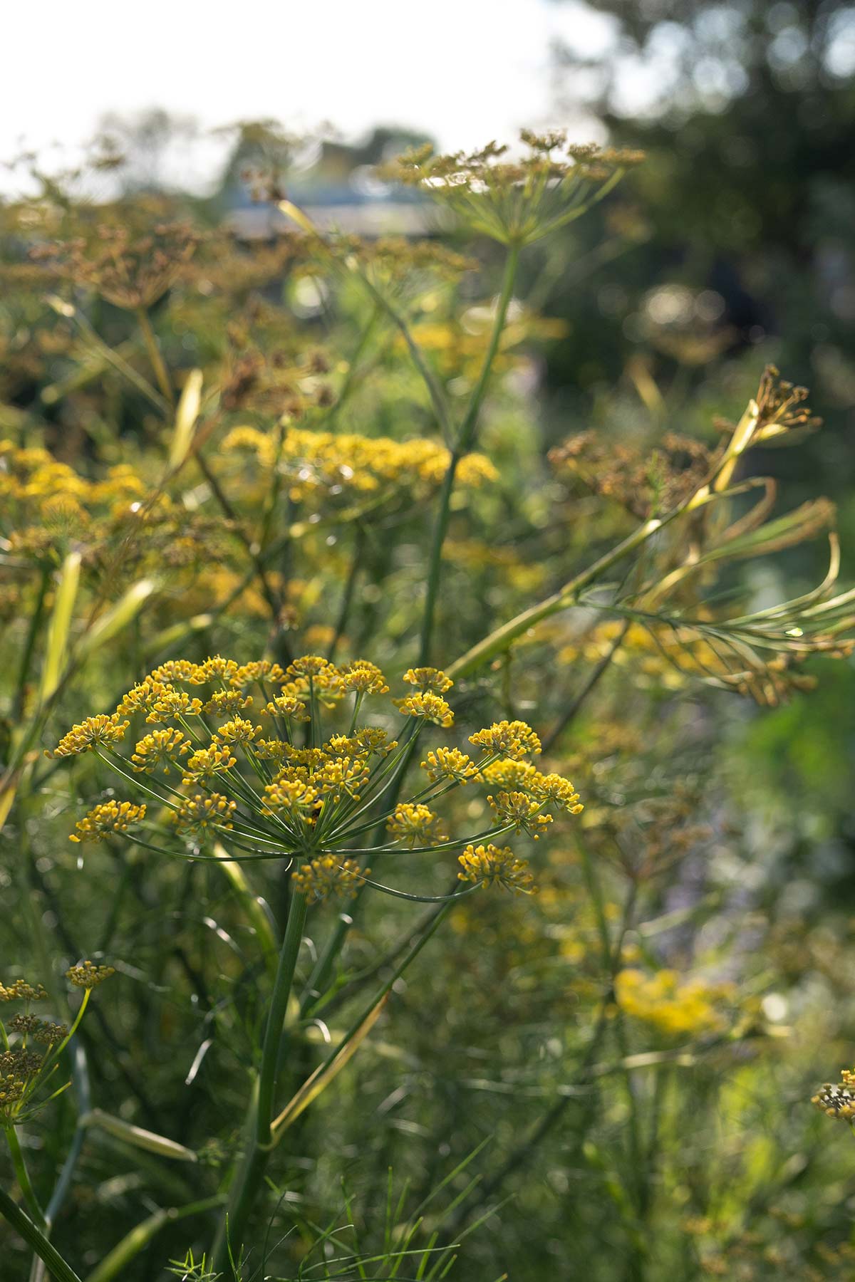 Foeniculum 'Giant Bronze' - Tanja van Hoogdalem