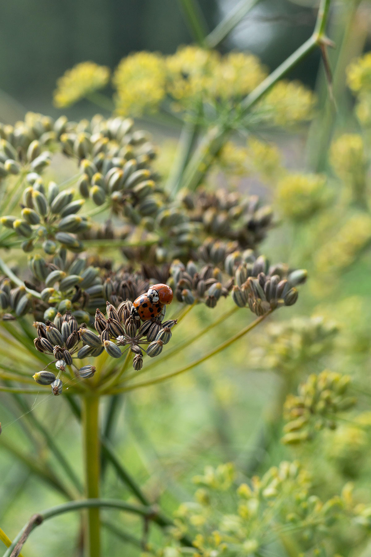 Foeniculum 'Giant Bronze' - Tanja van Hoogdalem