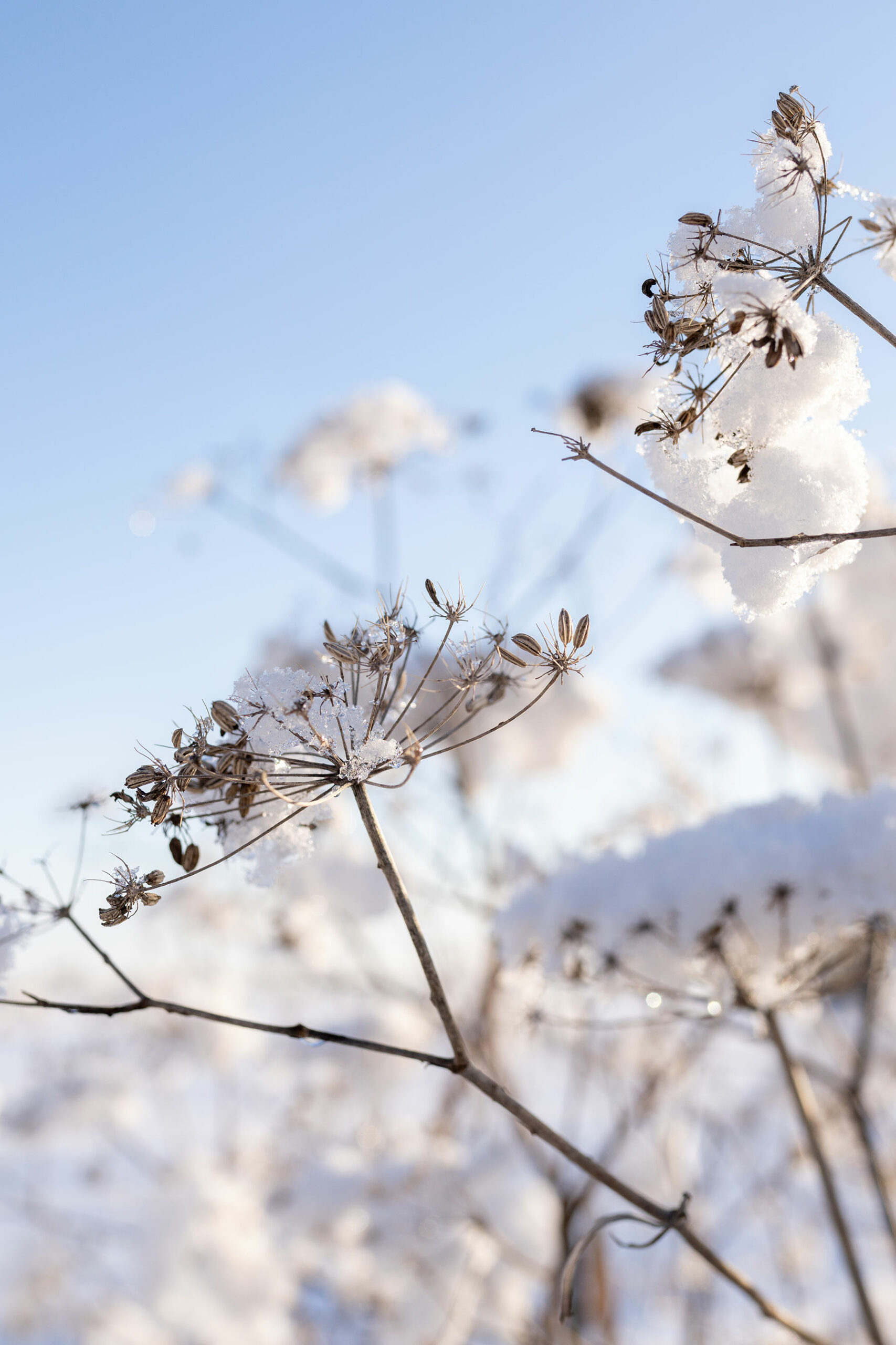 Foeniculum 'Giant Bronze' wintersilhouet - Tanja van Hoogdalem
