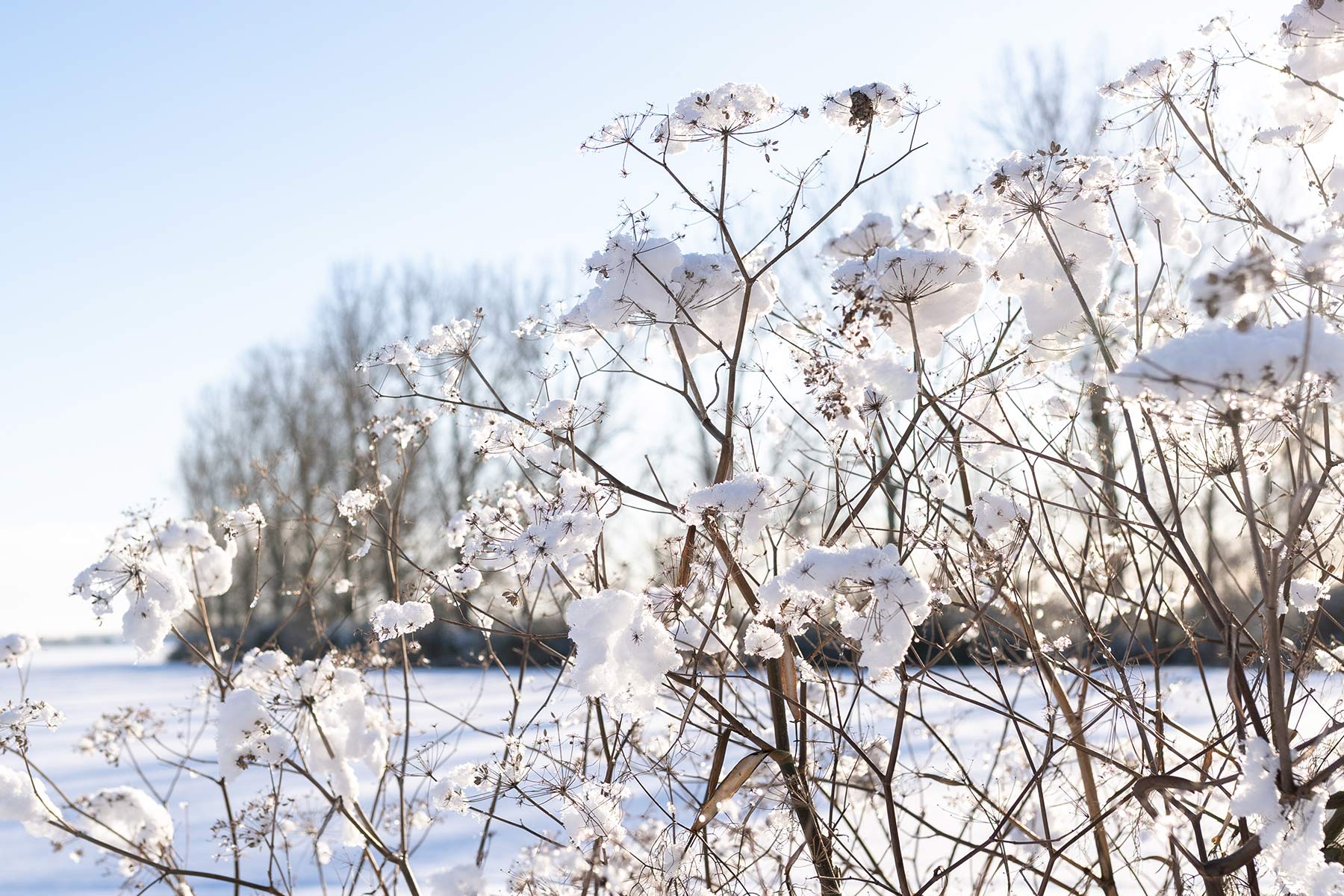 Foeniculum 'Giant Bronze' wintersilhouet - Tanja van Hoogdalem