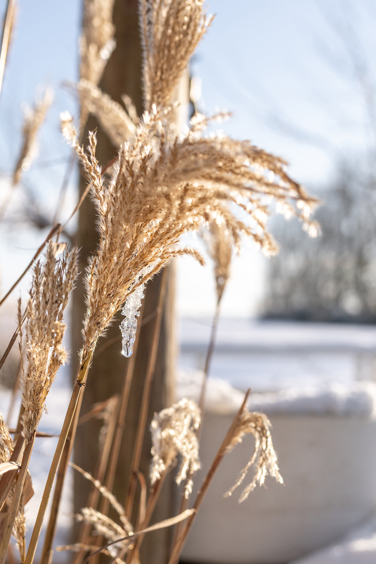 Miscanthus 'Malepartus' wintersilhouet - Tanja van Hoogdalem