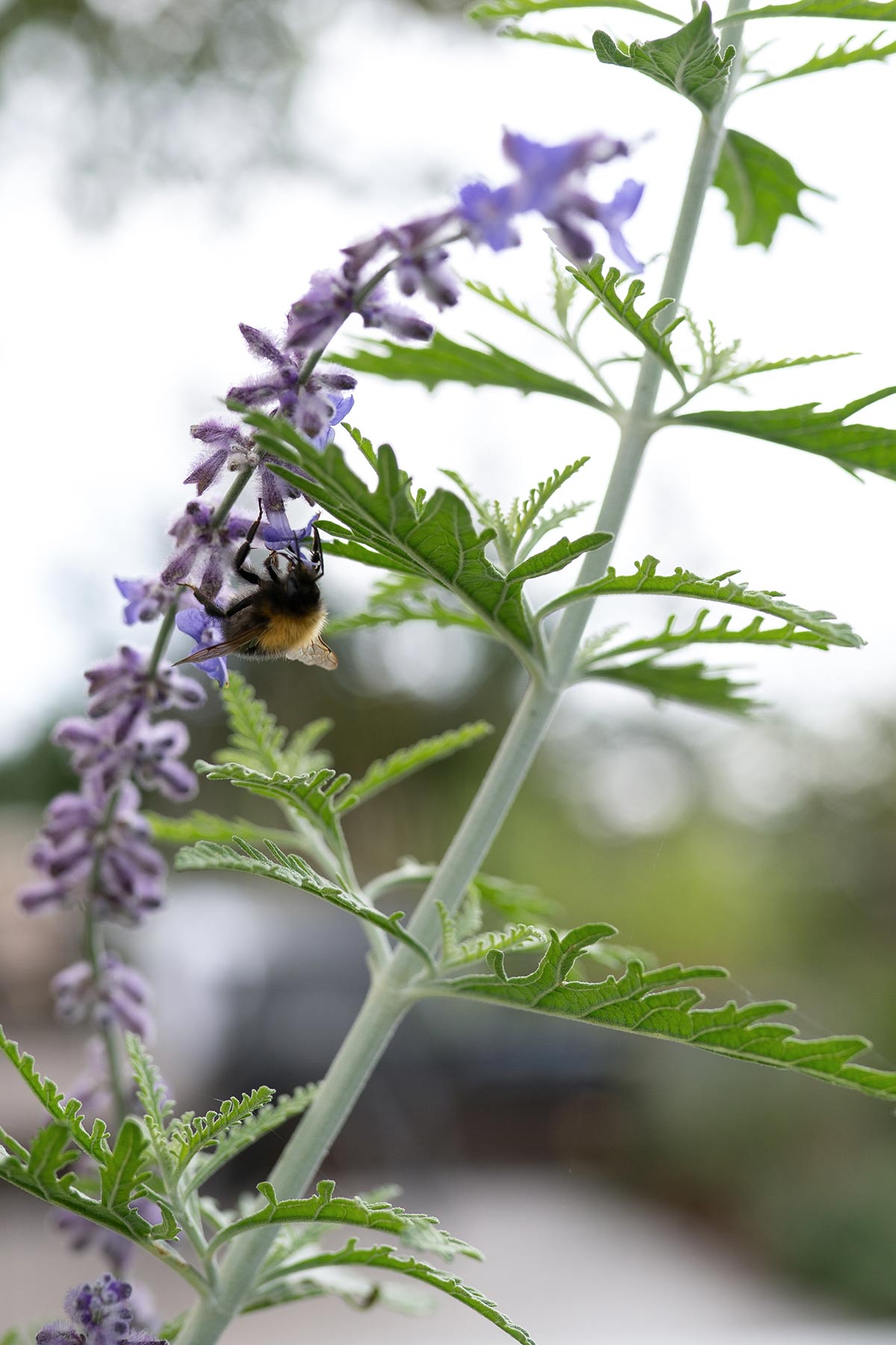 Perovskia 'Little Spire' - Tanja van Hoogdalem