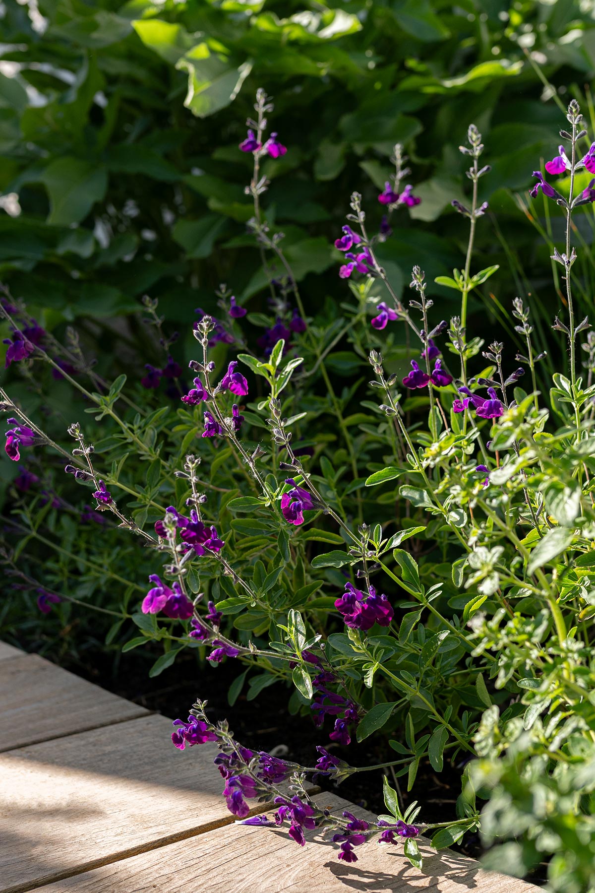 Salvia 'Nachtvlinder' - Tanja van hoogdalem