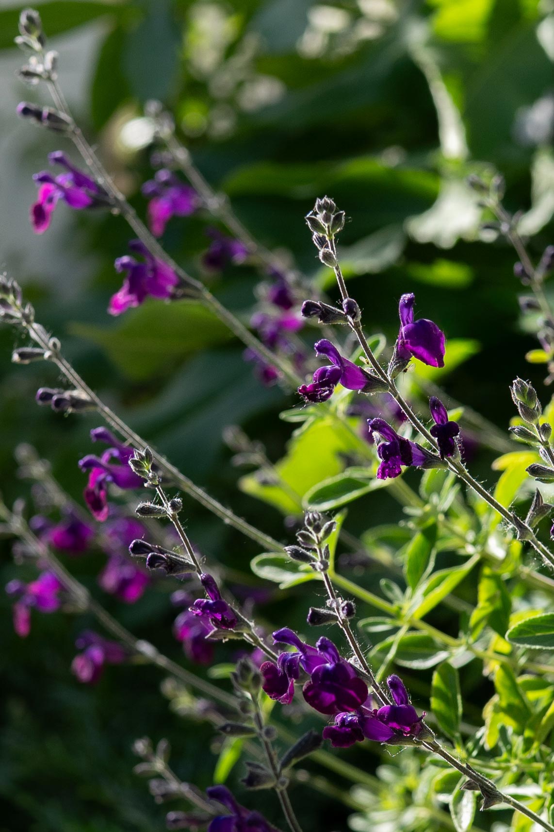 Salvia 'Nachtvlinder' tuin - Tanja van Hoogdalem